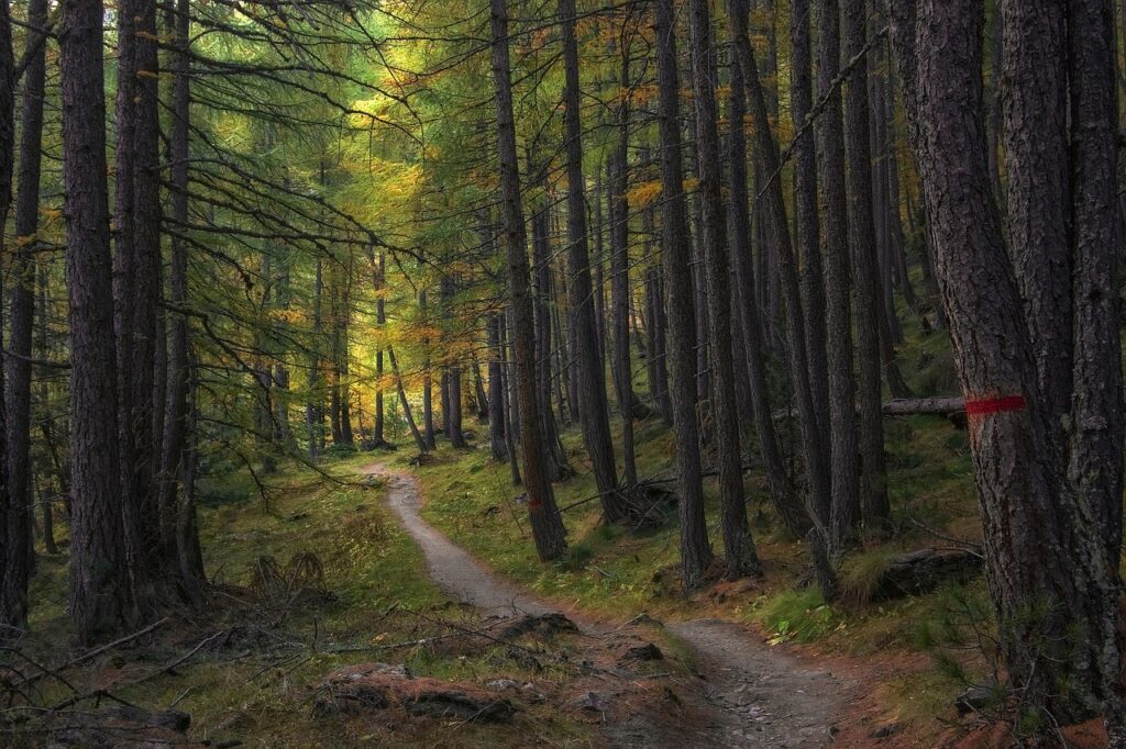 Path to verification